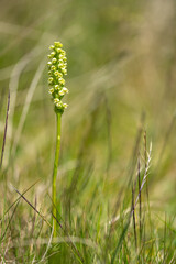 rare yellow small orchid in the middle of a meadow in the mountains in the romanian retezat mountains in the carpathians in transylvania
