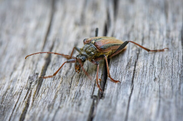 small orange black longhorn beetle oxymirus toxotus cursor sitting on a dead spruce trunk in the retezat mountains in the romanian carpathians in transylvania