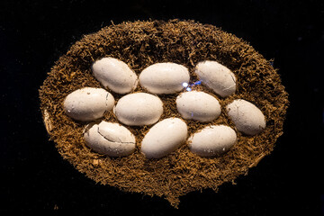 crocodile eggs top view on a black background.