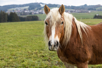 Beautiful red horse against the backdrop of hills in a cloudy day