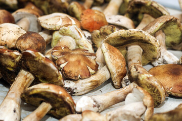 Boletus edulis on a table made of brown boards preparation for eating.