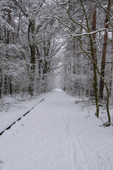 Winter forest covered with snow on a sunless gloomy winter day. Winter.
