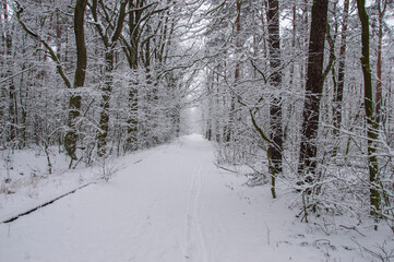 Winter forest covered with snow on a sunless gloomy winter day. Winter.