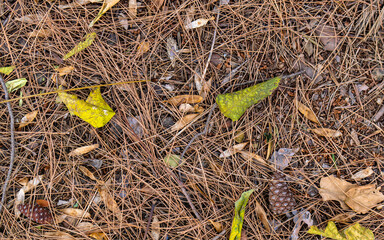 Pine needles and leaves on the autumn ground. A simple natural background.