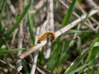 A small black and orange caterpillar crawls along a dry stem among green grass on a sunny summer day. The journey of an insect larva in a natural environment in a meadow.
