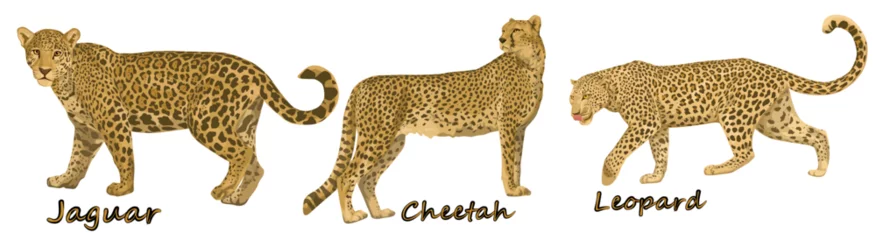 Foto op Plexiglas Set of cheetah and jaguar and leopard from different angles and emotions in cartoon style. Vector illustration of African animal predators isolated on white background. © ishpoka