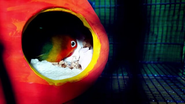 Lovebird  house in Morning stock video in a cage 