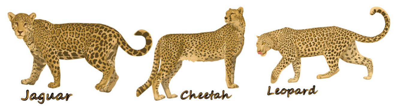 Set of cheetah and jaguar and leopard from different angles and emotions in cartoon style. Vector illustration of African animal predators isolated on white background.