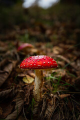 Amanita mushroom - 562480127