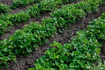 Young strawberry plants with white flowers growing on a bed of straw mulch outdoor in Spring