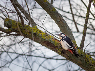  Little woodpecker sits on a tree trunk. A woodpecker obtains food on a large tree in spring. The great spotted woodpecker, Dendrocopos major