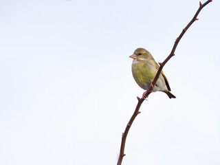  Isolated greenfinch on branch