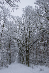 Fototapeta na wymiar Winter forest covered with snow on a sunless gloomy winter day. Winter.