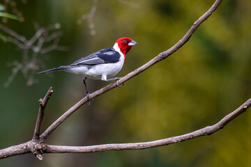 A Red-cowled Cardinal  also know as Cardeal perched on the branches of a tree. Species Paroaria dominicana. Animal world. Birdwatching. Birdlover