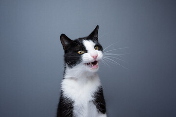 tuxedo cat making funny face, meowing on gray background with copy space