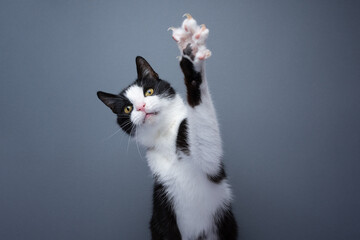 playful tuxedo cat raising paw showing claws on gray background with copy space - obrazy, fototapety, plakaty