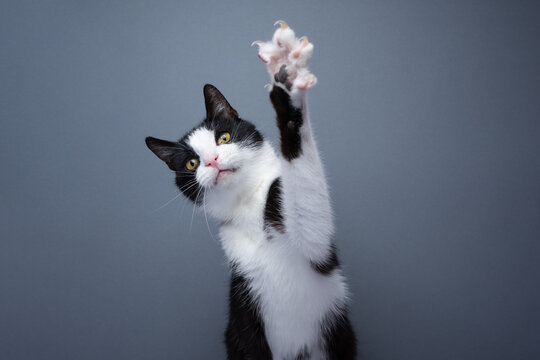 Cat Lifting Paw Images Browse 11 349 Stock Photos Vectors and Video Adobe Stock