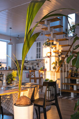 Coconut palm in a pot at home in interior. Green house, care and cultivation of tropical plants	
