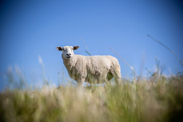 Schafe in Ostfriesland