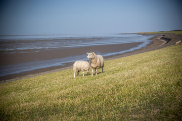 Fototapeta premium Schafe in Ostfriesland