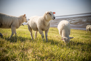 Schafe in Ostfriesland