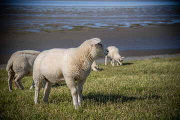 Schafe in Ostfriesland