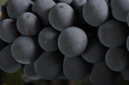 uvas cabernet
