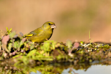 verderón europeo o verderón común​ macho con fondo ocres y verdes (Chloris chloris)​ Málaga Andalucía España	