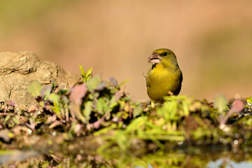 verderón europeo o verderón común​ macho con fondo ocres y verdes (Chloris chloris)​ Málaga Andalucía España	