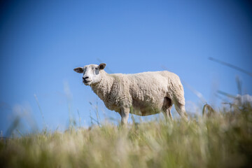 Schafe in Ostfriesland