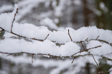 Winter forest covered with snow on a sunless gloomy winter day. Winter.