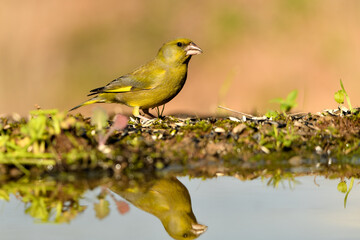 verderón europeo o verderón común​ macho reflejado en el agua del estanque con fondo ocres y verdes (Chloris chloris)​ Málaga Andalucía España	