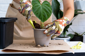 Transplanting a home plant Philodendron verrucosum into a new bigger pot in home interior. Caring for a potted plant, hands close-up