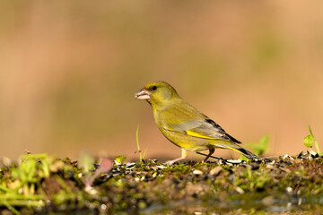 verderón europeo o verderón común​ macho con fondo ocres y verdes (Chloris chloris)​ Málaga...