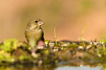 verderón europeo o verderón común​ macho con fondo ocres y verdes (Chloris chloris)​ Málaga Andalucía España	