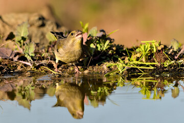 verderón europeo o verderón común​ hembra reflejada en el agua del estanque con fondo ocres y verdes (Chloris chloris)​ Málaga Andalucía España