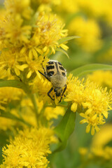 Close-up of a Smoothbarred Paintbrush Beetle, Trichius zonatus , perched on a purple yellow Solidago flower in the garden