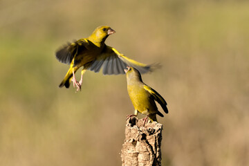 verderón europeo o verderón común​ macho peleando en vuelo con fondo ocres y verdes (Chloris chloris)​ Málaga Andalucía España