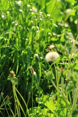 Flor de diente de león © J.M.Miranda