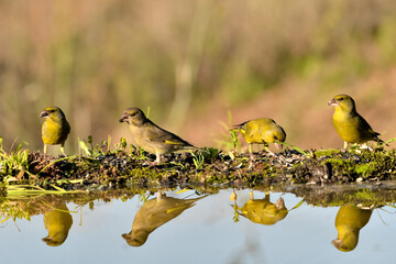 grupo de verderones europeos o verderones comunes reflejado en el agua del estanque con fondo ocres...