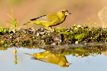 verderón europeo o verderón común​ macho reflejado en el agua del estanque con fondo ocres y verdes (Chloris chloris)​ Málaga Andalucía España	