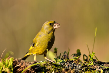 verderón europeo o verderón común​ macho en el suelo con fondo ocres y verdes (Chloris chloris)​ Málaga Andalucía España	
