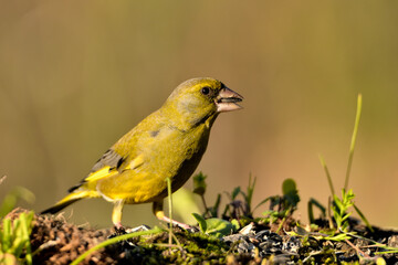 verderón europeo o verderón común​ macho en el suelo con fondo ocres y verdes (Chloris chloris)​ Málaga Andalucía España	