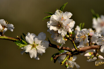 flor de almendro en plenitud 