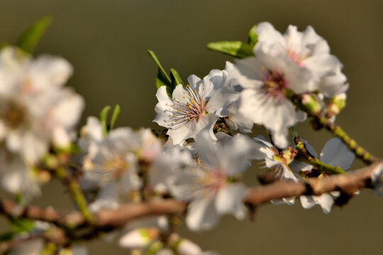 flor de almendro en plenitud 