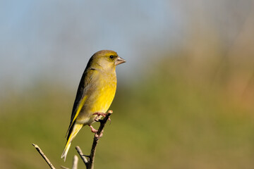 verderón europeo o verderón común macho posado en una rama y fondo ocres y verdes (Chloris chloris)​ Málaga Andalucía España