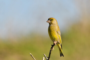 verderón europeo o verderón común macho en una rama y fondo ocres y verdes (Chloris chloris)​ Málaga Andalucía España	