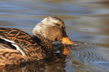 Stockente (Anas platyrhynchos)