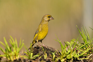 verderón europeo o verderón común macho en el suelo con musgo y fondo ocres y verdes (Chloris chloris)​ Málaga Andalucía España	