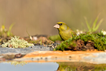 verderón europeo o verderón común en el suelo con musgo y fondo ocres y verdes (Chloris chloris)​ Málaga Andalucía España	